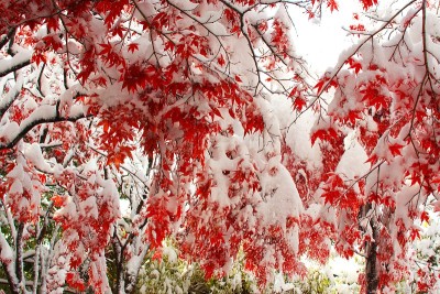晚秋和粉状雪