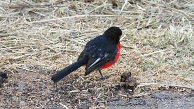 Crimson-breasted伯劳鸟