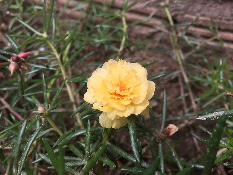 花园里美丽的花