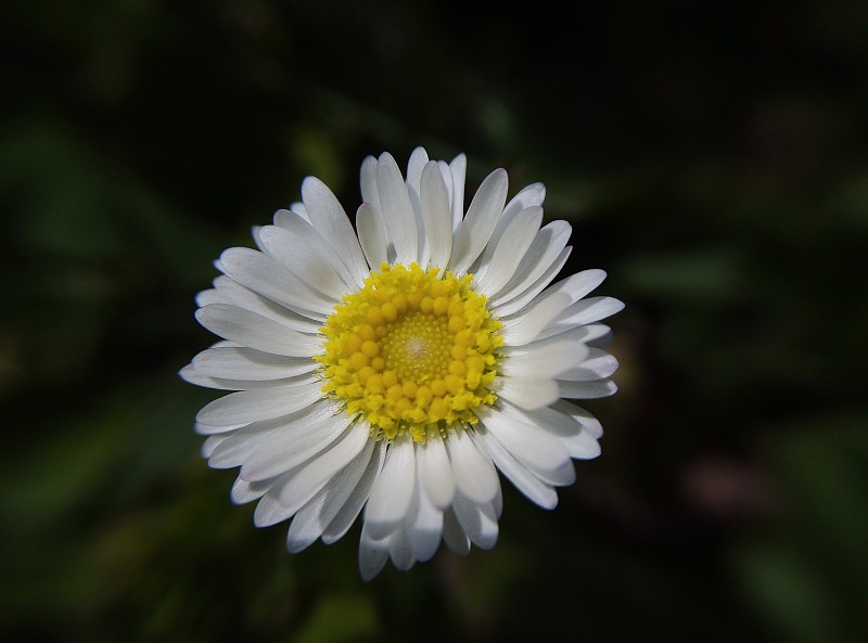 雏菊花