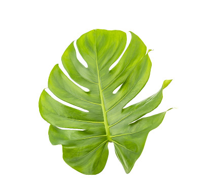 白色背景上的怪兽叶子