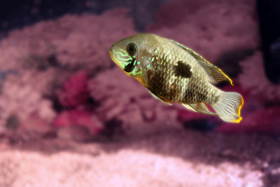 水族馆鱼类