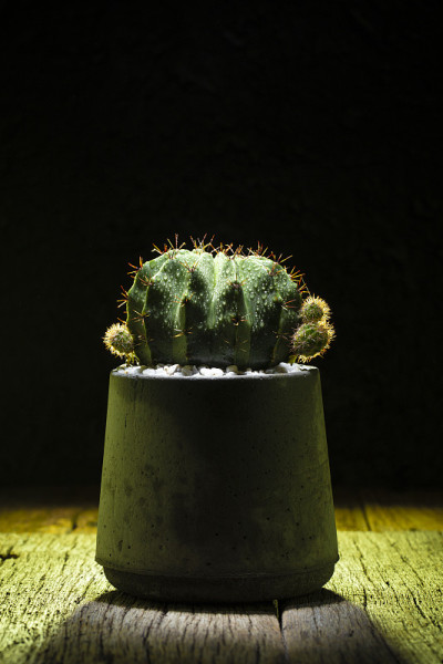 仙人掌的植物