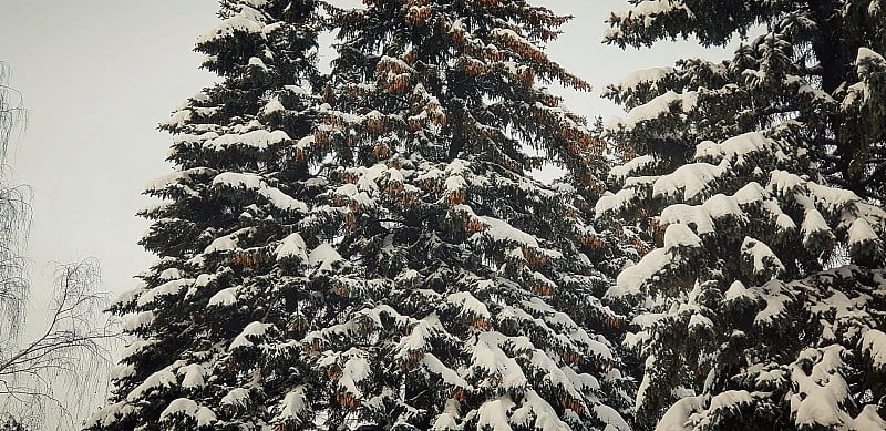 针叶云杉在冬天的雪中