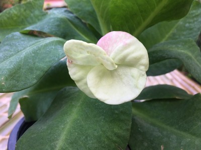 花冠有刺，色彩艳丽