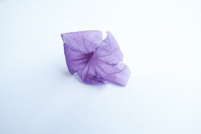 这种紫色的花是牵牛花