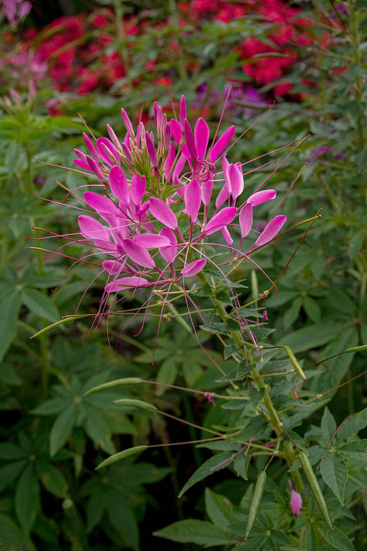 粉色的蜘蛛花，cleome hasslerana花