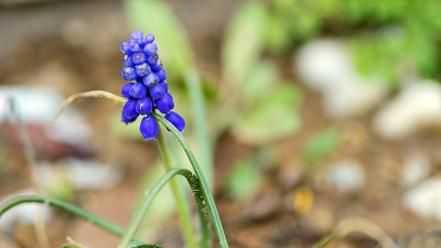 Muscari