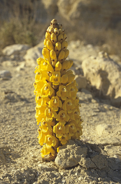 Cistanche