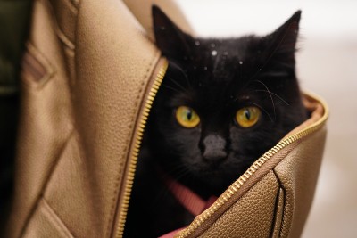 黑猫坐在背包里
