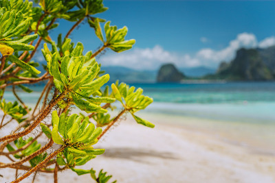 热带绿色的海滩植物叶子在拉斯卡巴纳斯海滩模糊的马尔帕考岛在背景。菲律宾巴拉望的埃尔尼多美丽的旅游风景