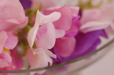 香豌豆花