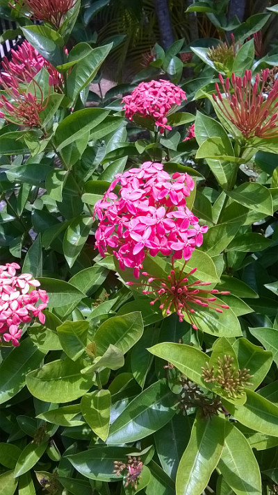 花