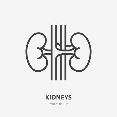 Kidneys flat line icon. Vector thin pictogram of h