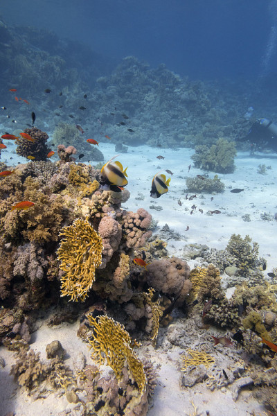 热带海洋底部五彩缤纷的珊瑚礁，黄火珊瑚和花冠鱼群，水下景观
