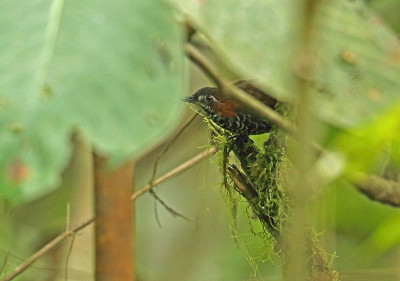 大理石Wren-babbler
