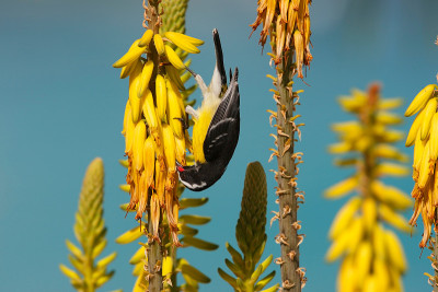 Bananaquit