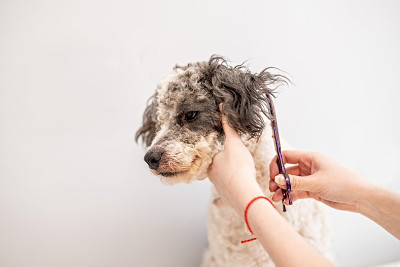 比熊犬正在美容师那里理发