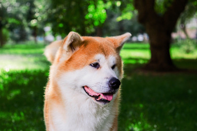 日本纯种犬秋田犬的肖像