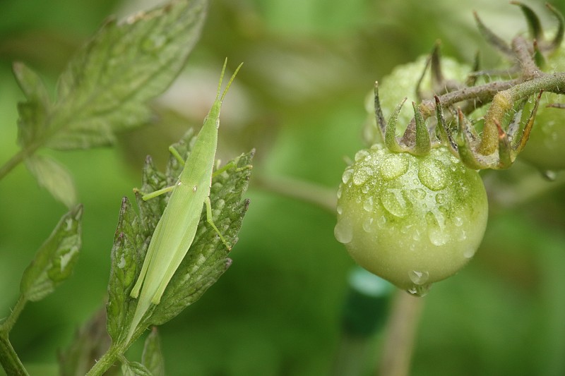 番茄和蚱蜢