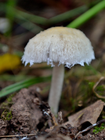 苍白的布里特斯特姆蘑菇， 帕萨泰雷拉坎多莱纳