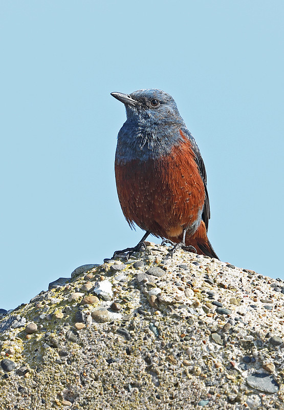 蓝岩画眉(Monticola solitarius)