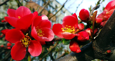 红海棠开花