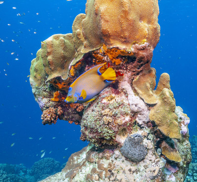皇后神仙鱼,Holacanthus ciliaris