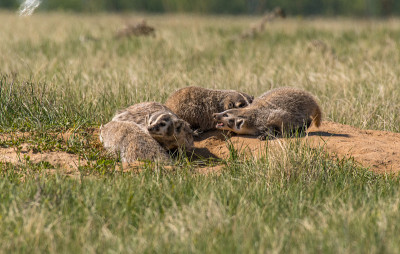 American Badger Siblings at Their Den