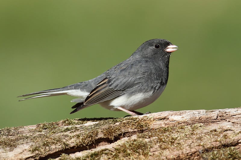 树桩上的Junco