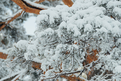针叶树枝下密实层新雪，立冬在森林中