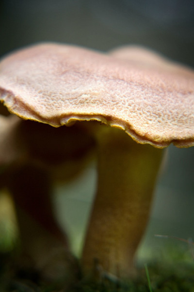 森林里的蘑菇