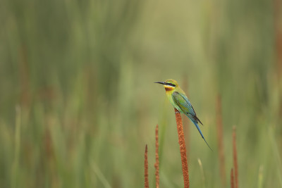 蓝尾蜂食虫