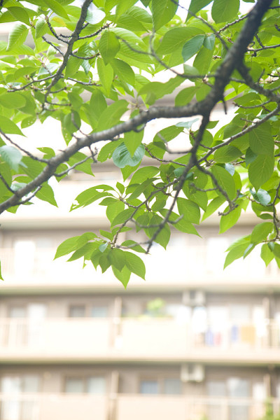 樱桃树