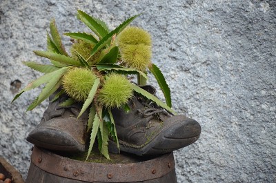 配烤栗子
