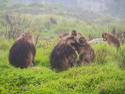 埃塞俄比亚塞米恩山脉的 Gelada (Theropithecus gelada) 猴子