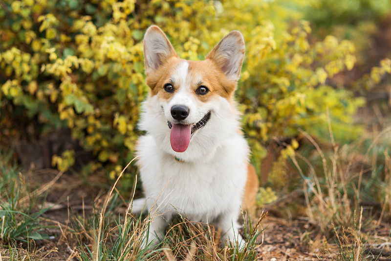 美丽的威尔士柯基犬彭布罗克在黄叶间画像