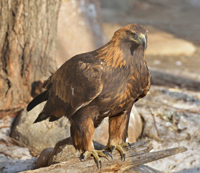 Aquila chrysaetos