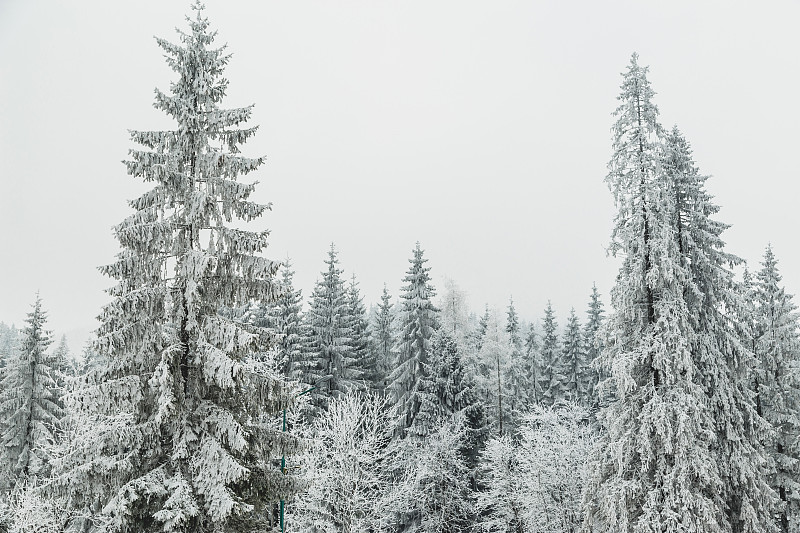 雪后的松林在自然界中被冰雪覆盖。