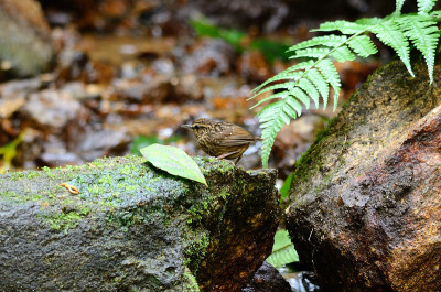 eye-browed wren-babbler