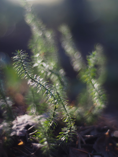 石松属植物苔藓