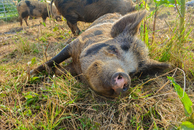 Kune Kune可爱宠物猪