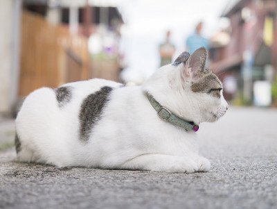 猫坐在人行道上。