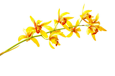 黄色的兰花兰花