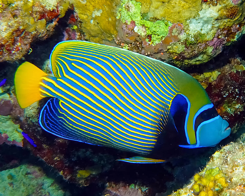 埃及红海中的帝王神仙鱼(Pomacanthus imperator