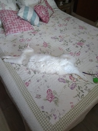 土耳其安哥拉猫-睡觉