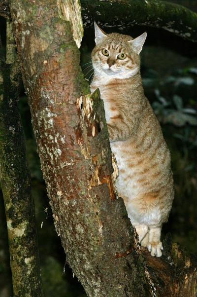 非洲野猫，野猫