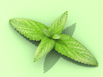 胡椒薄荷
