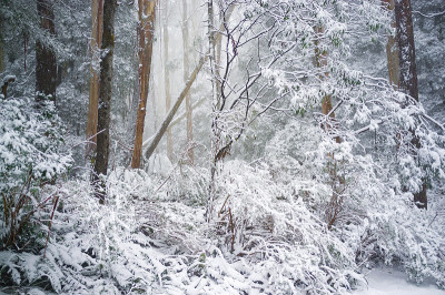 澳大利亚的桉树林在冬天被雪覆盖