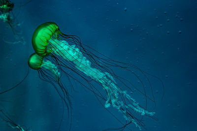 水母